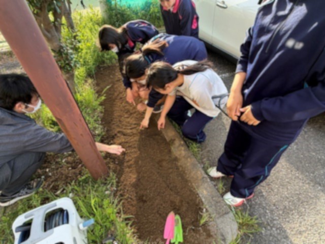 R80420 ひまわり4